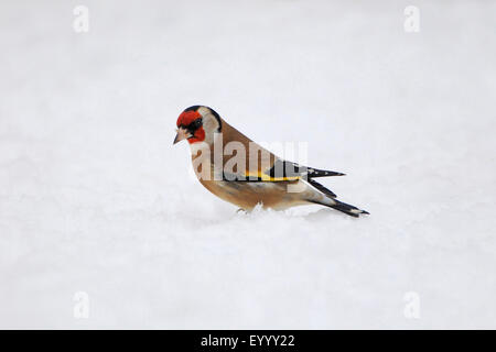 Eurasische Stieglitz (Zuchtjahr Zuchtjahr) auf das Futter im Winter, Deutschland Stockfoto
