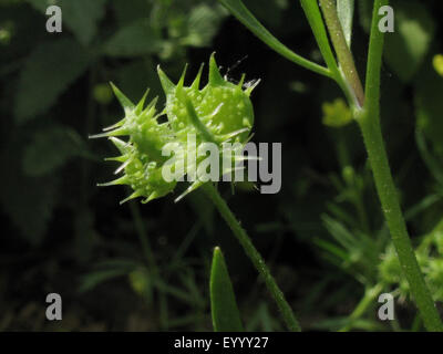 Feld buttercup, Mais Hahnenfuß (Ranunculus arvensis), Obst, Deutschland, Nordrhein-Westfalen Stockfoto