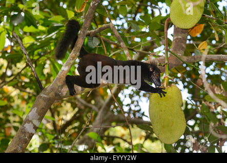 schwarzen Lemur (Eulemur Macaco, Lemur Macaco), Männchen auf ein Brotfruchtbaum, Madagaskar, Nosy Be, Lokobe Reserva Stockfoto