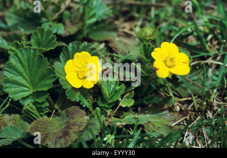 Avens (Geum Montanum), blühen, Deutschland Stockfoto