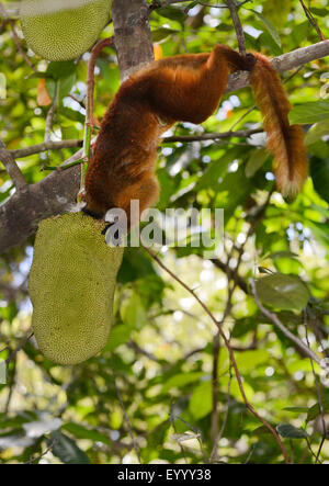 schwarzen Lemur (Eulemur Macaco, Lemur Macaco), Madagaskar Stockfoto