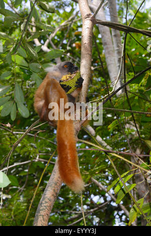 schwarzen Lemuren (Lemur Macaco, Petterus Macaco) weiblich ernährt sich von einer Brotfrucht, Madagaskar Stockfoto