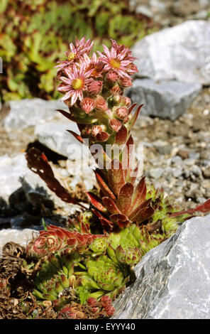 Hen-and-Chickens, Hauslauch, Hauswurz, gemeinsame Hauswurz (Sempervivum Tectorum), blühen, Deutschland Stockfoto