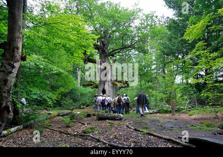 Besucher vor einer alten Weide Eiche, Urwaldrelikt Sababurg, Deutschland, Hessen, Reinhardswald Stockfoto