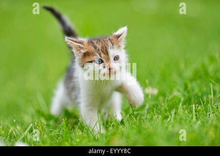 Hauskatze, Hauskatze (Felis Silvestris F. Catus), sechs Wochen alte Kätzchen auf einer Wiese, Deutschland Stockfoto