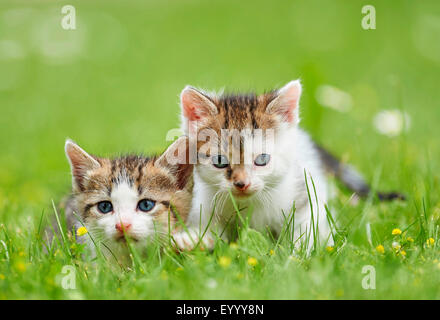 Hauskatze, Hauskatze (Felis Silvestris F. Catus), zwei sechs Wochen alte Kätzchen auf einer Wiese, Deutschland Stockfoto