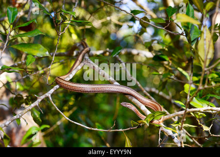 Madagaskars Ringelnatter (Mimophis Mahfalensis), steigt in einen Strauch, Madagaskar, Nosy Be, Lokobe Reserva Stockfoto