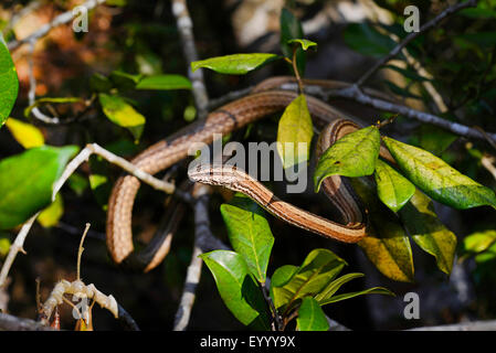 Madagaskars Ringelnatter (Mimophis Mahfalensis), steigt in einen Strauch, Madagaskar, Nosy Be, Lokobe Reserva Stockfoto
