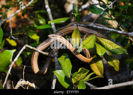 Madagaskars Ringelnatter (Mimophis Mahfalensis), steigt in einen Strauch, Madagaskar, Nosy Be, Lokobe Reserva Stockfoto