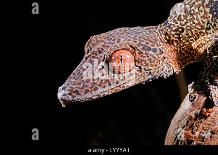 Henkel Blatt-tailed Gecko (Uroplatus Henkeli), Porträt, Madagaskar, Nosy Be, Lokobe Reserva Stockfoto