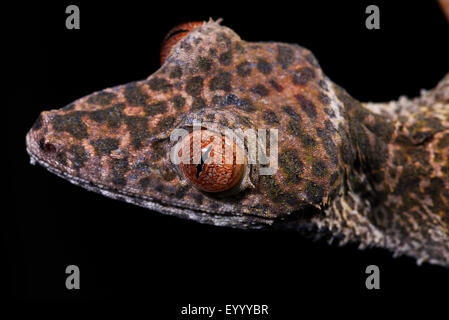 Henkel Blatt-tailed Gecko (Uroplatus Henkeli), Porträt, Madagaskar, Nosy Be, Lokobe Reserva Stockfoto