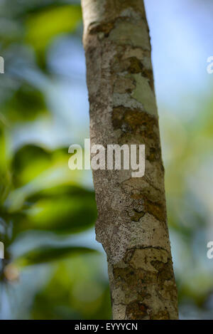 Henkel Blatt-tailed Gecko (Uroplatus Henkeli), ruht auf einem Baumstamm perfekt getarnt, Madagaskar, Nosy Be, Lokobe Nationalpark Stockfoto