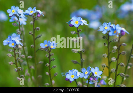 Vergissmeinnicht (Myosotis spec.), blühen, Österreich, Tirol, Lechtaler Alpen Stockfoto
