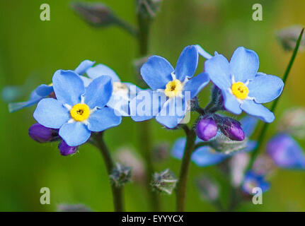 Vergissmeinnicht (Myosotis spec.), blühen, Österreich, Tirol, Lechtaler Alpen Stockfoto