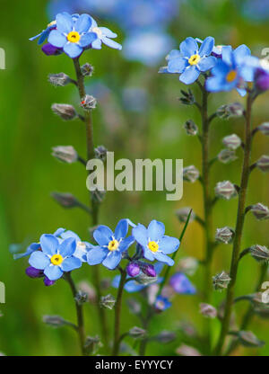 Vergissmeinnicht (Myosotis spec.), blühen, Österreich, Tirol, Lechtaler Alpen Stockfoto