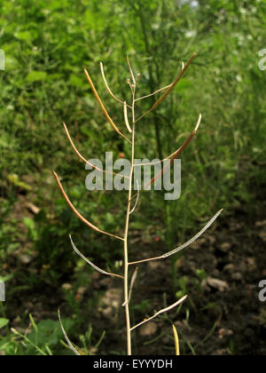 Der ackerschmalwand, Ackerschmalwand, an der Wand der Ackerschmalwand (Arabidopsis thaliana), infructescence, Deutschland, Nordrhein-Westfalen Stockfoto