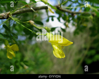 Erbse Strauch, Erbse Baum, sibirische Erbse Strauch (Caragana Arborescens), blühende Zweig Stockfoto