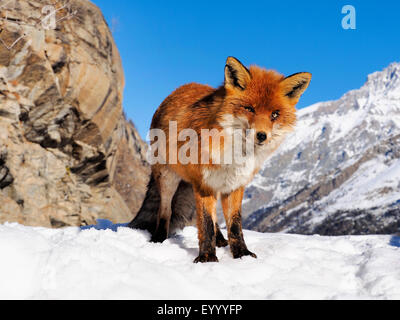 Rotfuchs (Vulpes Vulpes), stehend im verschneiten Bergen, Italien, Val d ' Aosta Stockfoto