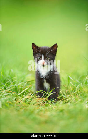 Hauskatze, Hauskatze (Felis Silvestris F. Catus), sechs Wochen alten schwarzen und weißen Kätzchen sitzen auf einer Wiese, Deutschland Stockfoto