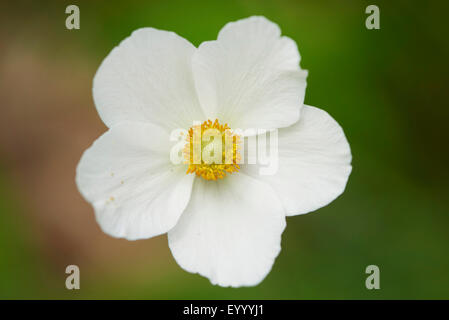 Schneeglöckchen-Anemone, Snowdrop Windflower (Anemone Sylvestris), Blume, Deutschland, Bayern, Oberpfalz Stockfoto