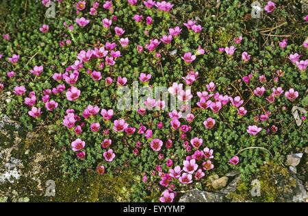 Lila Steinbrech, lila Steinbrech (Saxifraga Oppositifolia), blühen, Deutschland Stockfoto