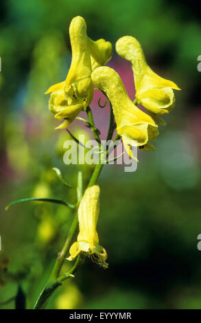 gelber Eisenhut (Aconitum Lycoctonum SSP. Vulparia, Aconitum Vulparia), Blütenstand, Deutschland Stockfoto