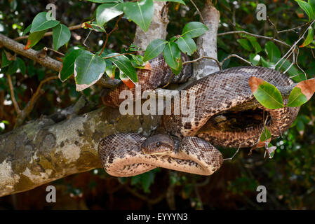 Madagaskar-Baum-Boa (Sanzinia Madagascariensis), klettert auf einen Baum, Madagaskar, Nosy Be, Lokobe Reserva Stockfoto