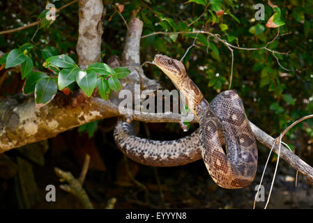 Madagaskar-Baum-Boa (Sanzinia Madagascariensis), klettert auf einen Baum, Madagaskar, Nosy Be, Lokobe Reserva Stockfoto