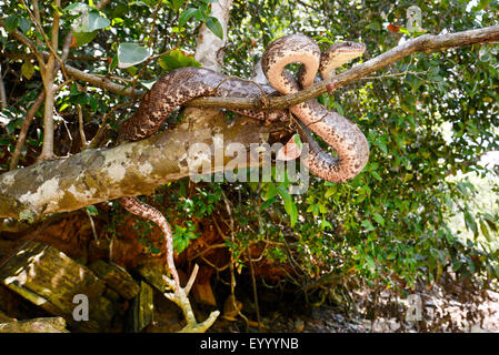Madagaskar-Baum-Boa (Sanzinia Madagascariensis), klettert auf einen Baum, Madagaskar, Nosy Be, Lokobe Reserva Stockfoto