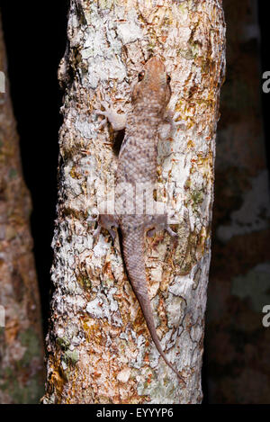 Fischschuppen Gecko (Fischschuppengecko SP.), gut getarnt auf einem Baumstamm, Madagaskar, Nosy Be, Lokobe Nationalpark Stockfoto