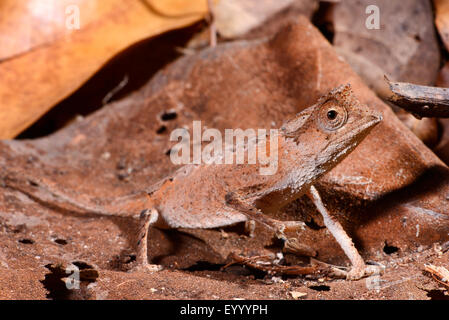 Versilbert Blatt Chamäleon (Brookesia Stumpfii), unter Laub auf dem Boden, Madagaskar, Nosy Be, Lokobe Reserva Stockfoto