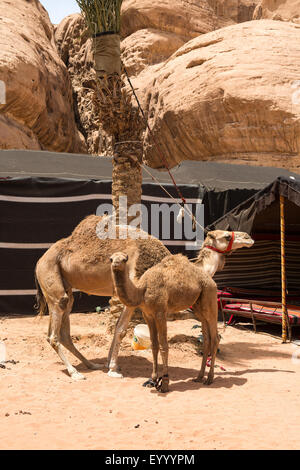 ein bucklig Dromedar (Camelus Dromedarius) mit jungen. Wadi Rum-Jordanien-Naher Osten Stockfoto