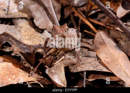 Versilbert Blatt Chamäleon (Brookesia Stumpfii), unter Laub auf dem Boden, Madagaskar, Nosy Be, Lokobe Reserva Stockfoto