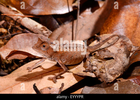 Versilbert Blatt Chamäleon (Brookesia Stumpfii), unter Laub auf dem Boden, Madagaskar, Nosy Be, Lokobe Reserva Stockfoto