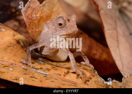 Versilbert Blatt Chamäleon (Brookesia Stumpfii), Porträt, Madagaskar, Nosy Be, Lokobe Reserva Stockfoto