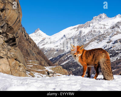 Rotfuchs (Vulpes Vulpes), im verschneiten Gebirge, Italien, Val d ' Aosta Stockfoto