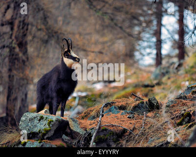 Gämse (Rupicapra Rupicapra), buck Amois im Herbst, Italien, Gran Paradiso Nationalpark Stockfoto