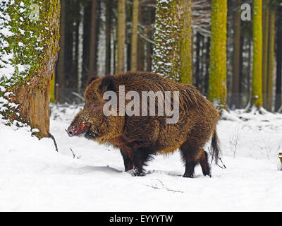 Wildschwein, Schwein, Wildschwein (Sus Scrofa), Tusker im Winter, Deutschland, Baden-Württemberg Stockfoto