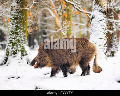 Wildschwein, Schwein, Wildschwein (Sus Scrofa), Tusker im Winter, Deutschland, Baden-Württemberg Stockfoto