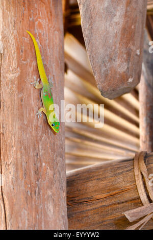 Goldstaub-Taggecko (Phelsuma Laticauda), Goldstaub-Taggecko in der Ankarana Lodge auf Madagaskar, Madagaskar, Naturreservat Ankarana Stockfoto