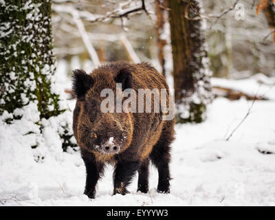 Wildschwein, Schwein, Wildschwein (Sus Scrofa), Tusker im Winter, Deutschland, Baden-Württemberg Stockfoto
