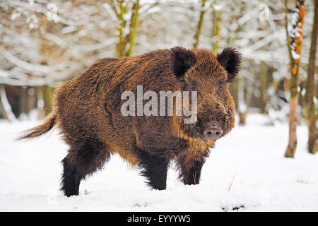 Wildschwein, Schwein, Wildschwein (Sus Scrofa), Tusker im Winter, Deutschland, Baden-Württemberg Stockfoto