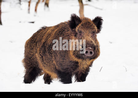 Wildschwein, Schwein, Wildschwein (Sus Scrofa), Tusker im Winter, Deutschland, Baden-Württemberg Stockfoto