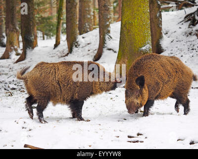 Wildschwein, Schwein, Wildschwein (Sus Scrofa), Tuskers im Winter, Deutschland, Baden-Württemberg Stockfoto