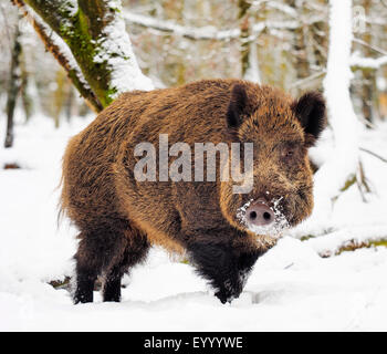 Wildschwein, Schwein, Wildschwein (Sus Scrofa), Tusker im Winter, Deutschland, Baden-Württemberg Stockfoto