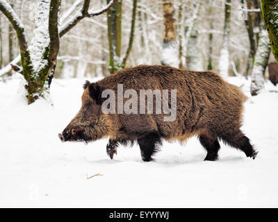 Wildschwein, Schwein, Wildschwein (Sus Scrofa), Tusker im Winter, Deutschland, Baden-Württemberg Stockfoto