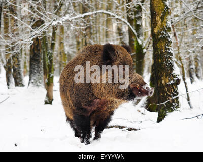 Wildschwein, Schwein, Wildschwein (Sus Scrofa), Tusker im Winter, Deutschland, Baden-Württemberg Stockfoto