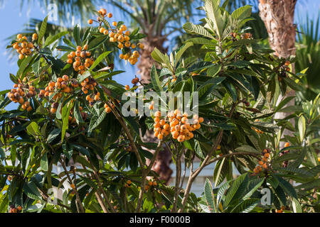 Loquat, Japanische Pflaume (Eriobotrya Japonica), Baum mit vielen Früchten, USA, Florida und Umgebung: Stockfoto