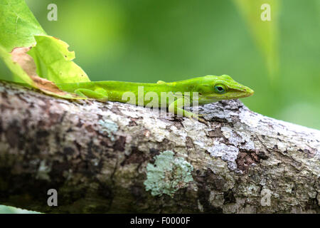 grüne Anole (Anolis Carolinensis), sitzt auf einem Ast und lauert für Beute, USA, Florida Stockfoto