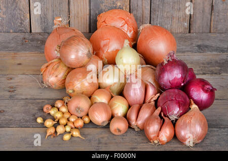 Garten-Zwiebel, Birne Zwiebel, gemeinsame Zwiebel (Allium Cepa), verschiedene Arten von Zwiebeln Stockfoto